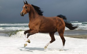 cavallo in riva al mare